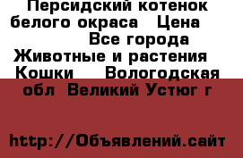 Персидский котенок белого окраса › Цена ­ 35 000 - Все города Животные и растения » Кошки   . Вологодская обл.,Великий Устюг г.